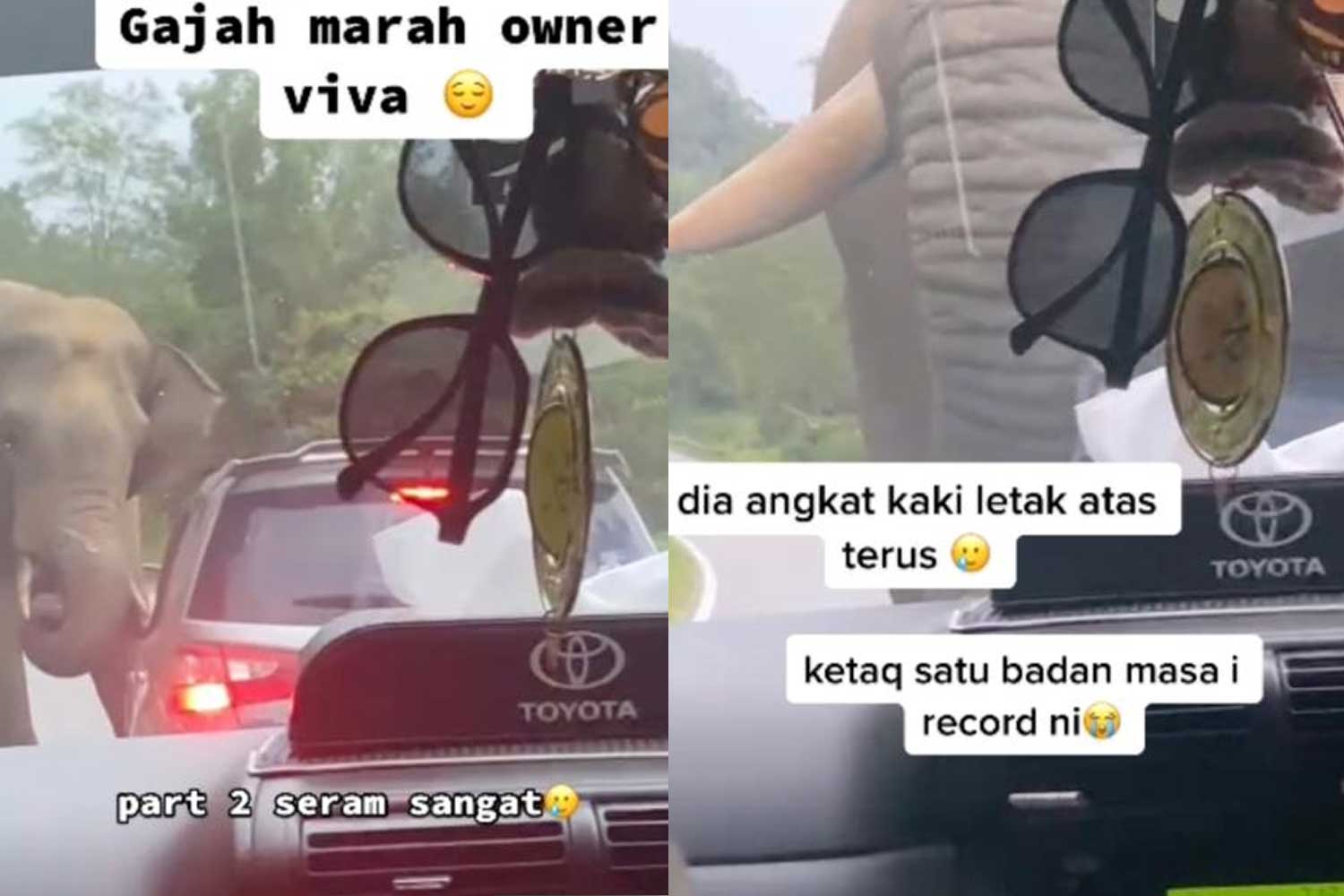 Pemuda rakam detik cemas jumpa gajah otw balik Kelantan, "habis kereta aku"